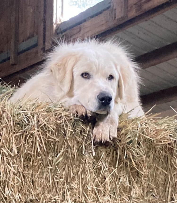 Jeannette, an adoptable Great Pyrenees in Bountiful, UT, 84010 | Photo Image 2