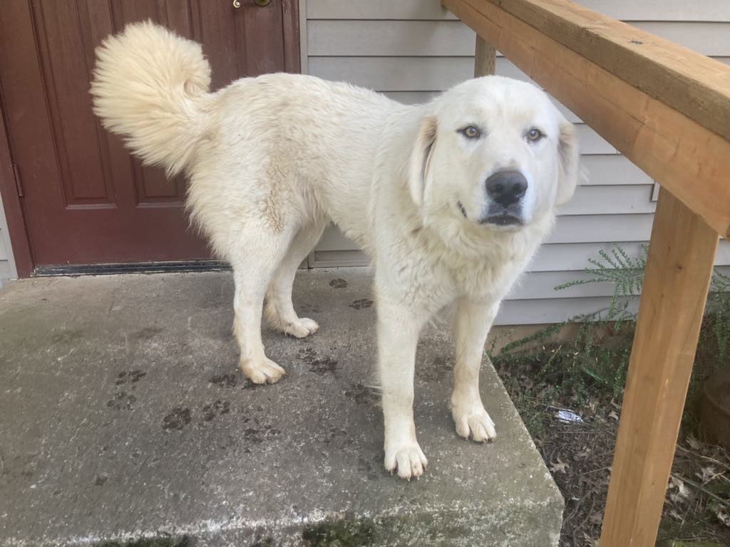 Jeannette, an adoptable Great Pyrenees in Bountiful, UT, 84010 | Photo Image 3