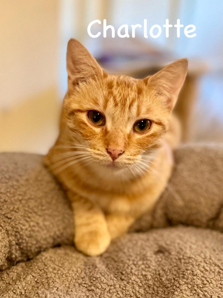 Charlotte, an adoptable Domestic Short Hair in Hoover , AL, 35226 | Photo Image 1