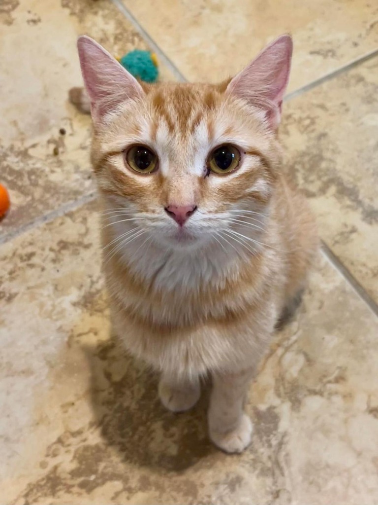 Charlotte, an adoptable Domestic Short Hair in Hoover , AL, 35226 | Photo Image 2