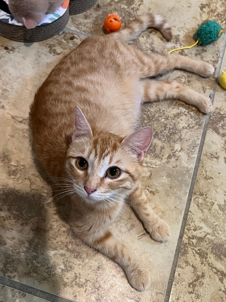 Charlotte, an adoptable Domestic Short Hair in Hoover , AL, 35226 | Photo Image 3