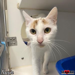 Meet Nairobi the purr-fect blend of sweetness and spice This 1 year old feline