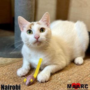 Meet Nairobi the purr-fect blend of sweetness and spice This 1 year old feline charmer captivates 