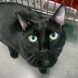 Clover is a SUPER social playful energetic and loving feline with a rather la