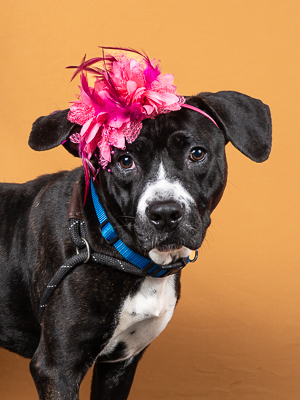 Missy Elliot is a sweet girl who has blossomed during her time at the shelter I