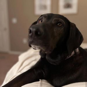 Lady (In Foster Home), Senior Female Mixed Breed