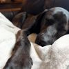 Lady (In Foster Home) photo 2