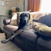 Lady (In Foster Home) photo 3