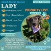 Lady (In Foster Home) photo 4