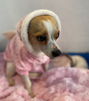 Ginger is a 1-year-old 11-pound female rat terrier  chihuahua mix from Texas She is adjusting slo