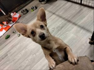 Sierra is estimated to be about 6 months old She is a 15lb chihuahua She was rescued in a church