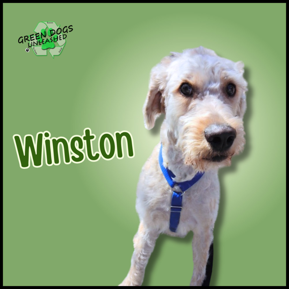 Winston, an adoptable Goldendoodle in Troy, VA, 22974 | Photo Image 1