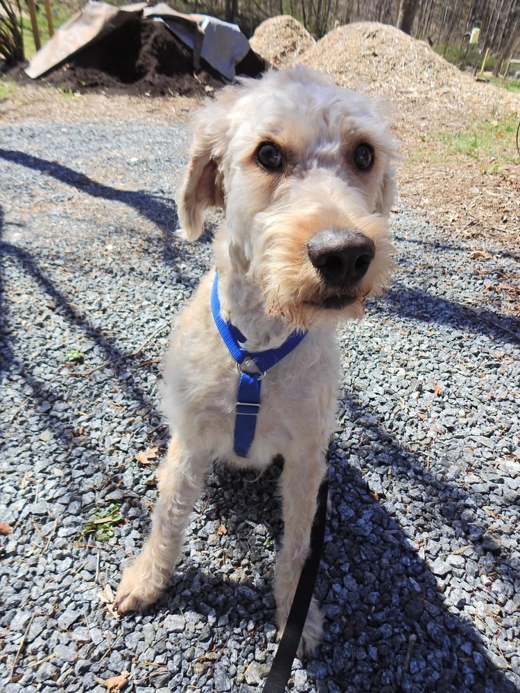 Winston, an adoptable Goldendoodle in Troy, VA, 22974 | Photo Image 2