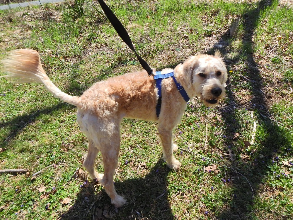 Winston, an adoptable Goldendoodle in Troy, VA, 22974 | Photo Image 3