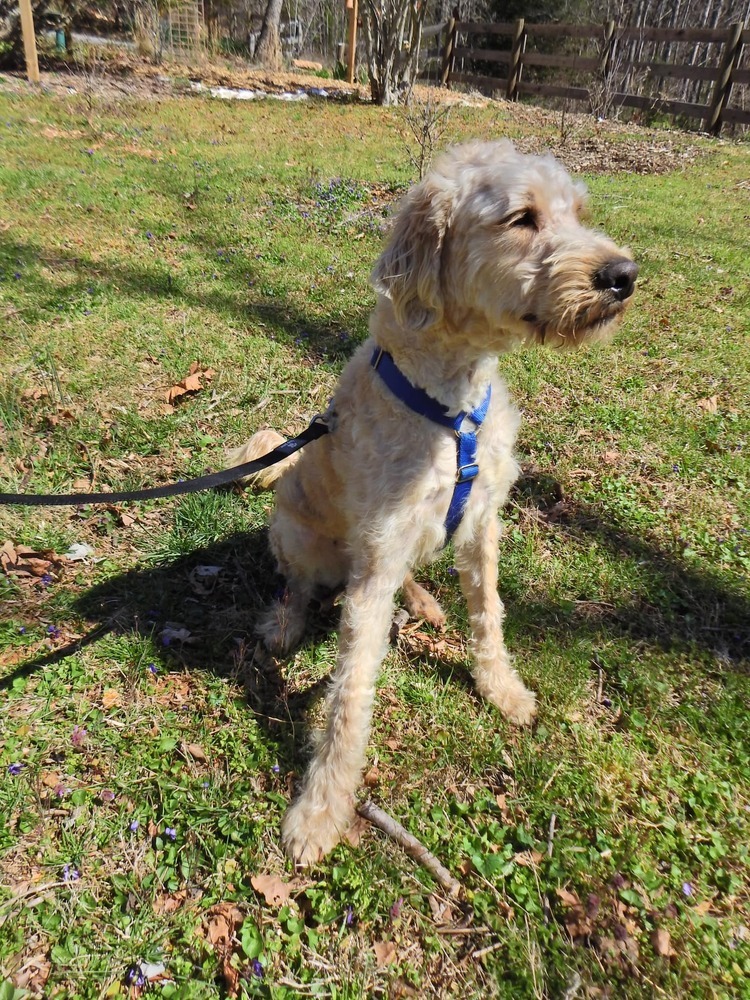 Winston, an adoptable Goldendoodle in Troy, VA, 22974 | Photo Image 4