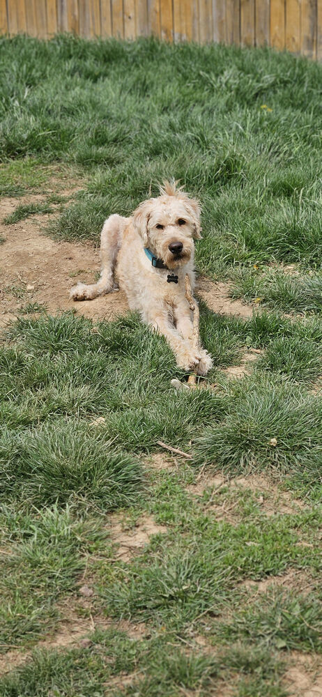 Winston, an adoptable Goldendoodle in Troy, VA, 22974 | Photo Image 6