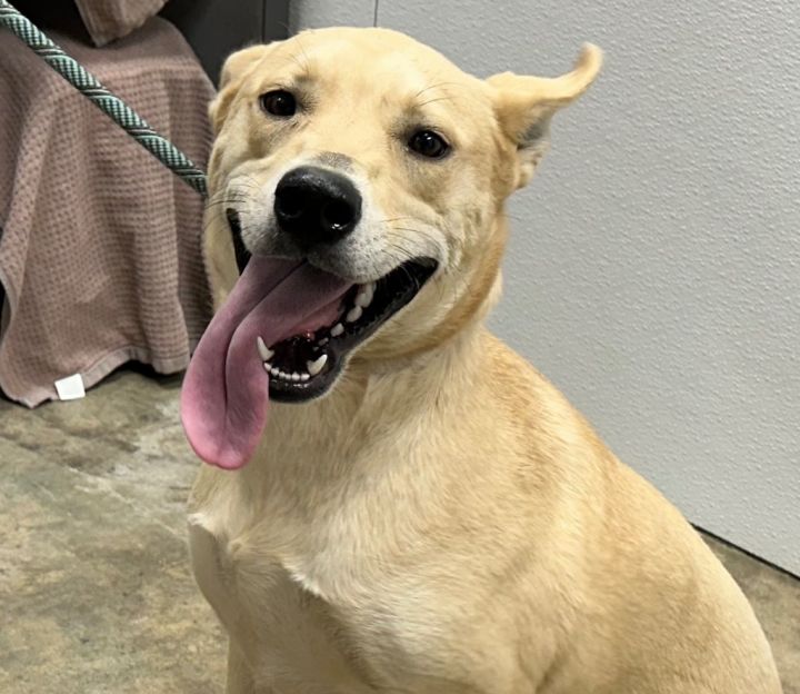 Dog for adoption Foxxy, a Mixed Breed in Jonesboro, AR Petfinder