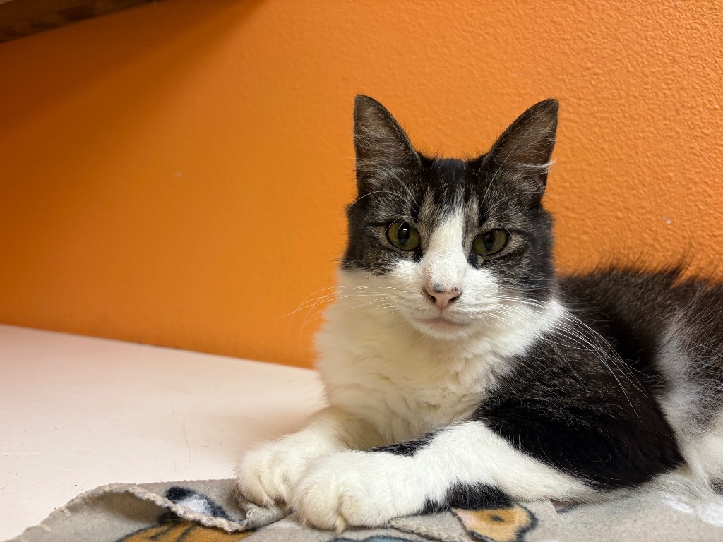 Perry, an adoptable Domestic Medium Hair in Fulton, TX, 78358 | Photo Image 1