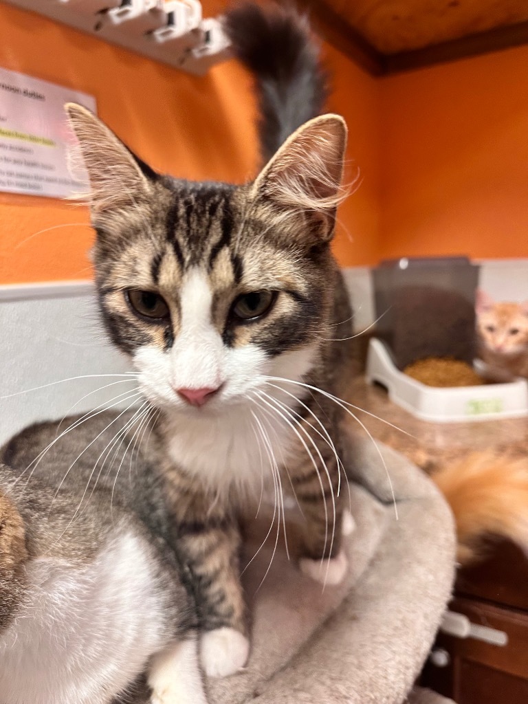 Perry, an adoptable Domestic Medium Hair in Fulton, TX, 78358 | Photo Image 2