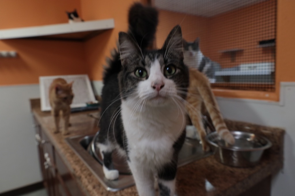 Perry, an adoptable Domestic Medium Hair in Fulton, TX, 78358 | Photo Image 3