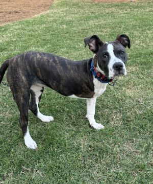 Waverly Pit Bull Terrier Dog