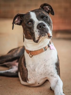 Meet Waverly Waverly came to us in early March 2024 with an unknown injury to her front leg We did