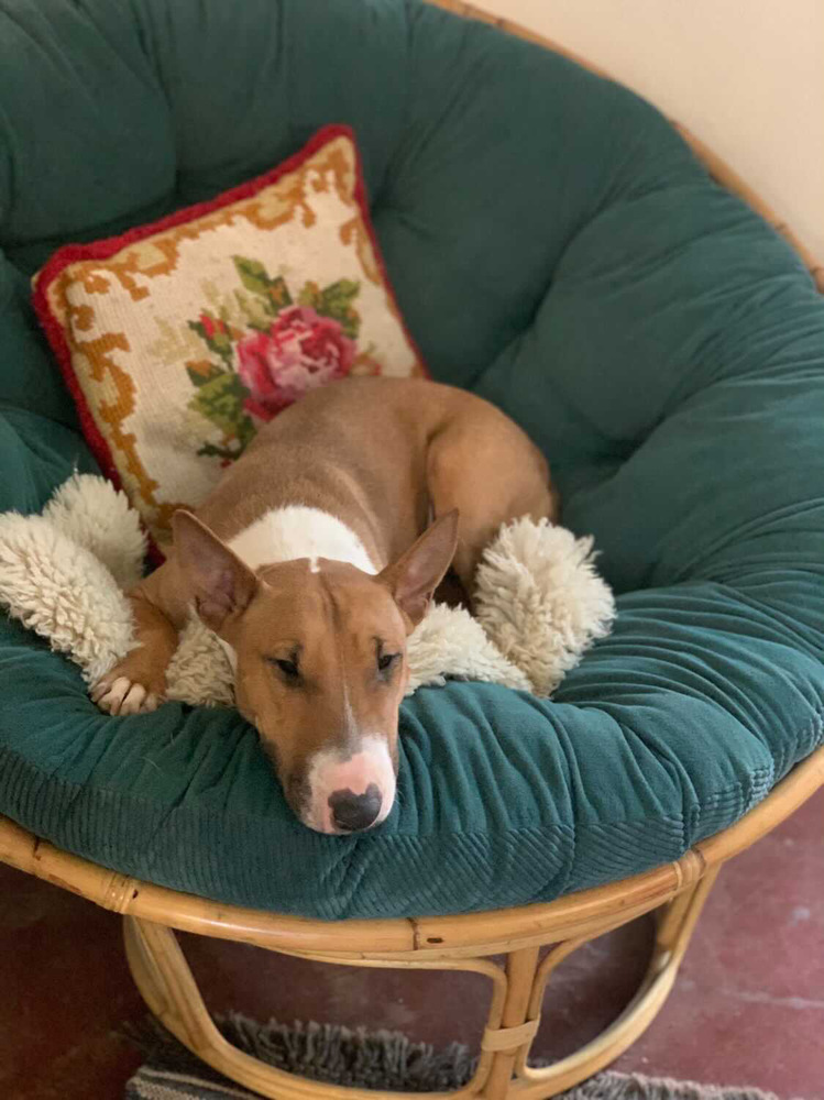 Dog for adoption - Tuli, a Bull Terrier in Hereford, AZ | Petfinder