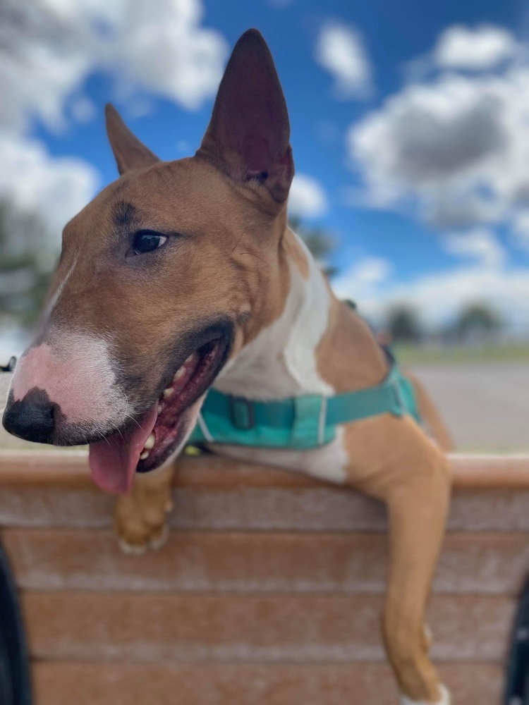 Tuli, an adoptable Bull Terrier in Tucson, AZ, 85711 | Photo Image 2