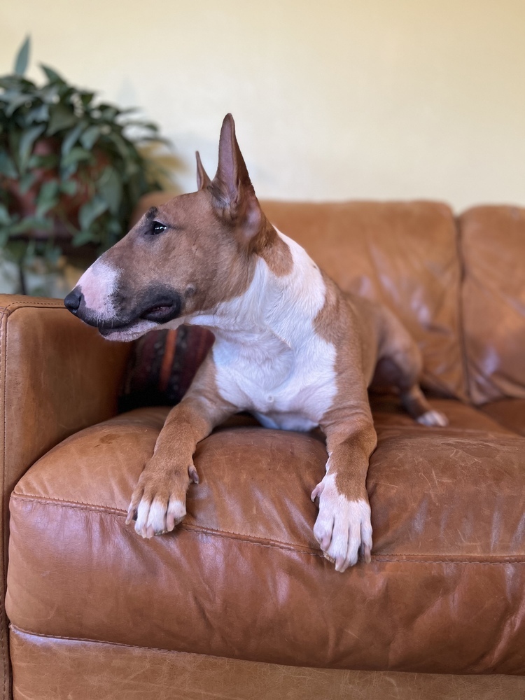Tuli, an adoptable Bull Terrier in Tucson, AZ, 85711 | Photo Image 3