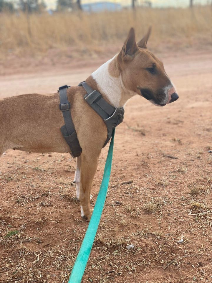 Tuli, an adoptable Bull Terrier in Tucson, AZ, 85711 | Photo Image 4