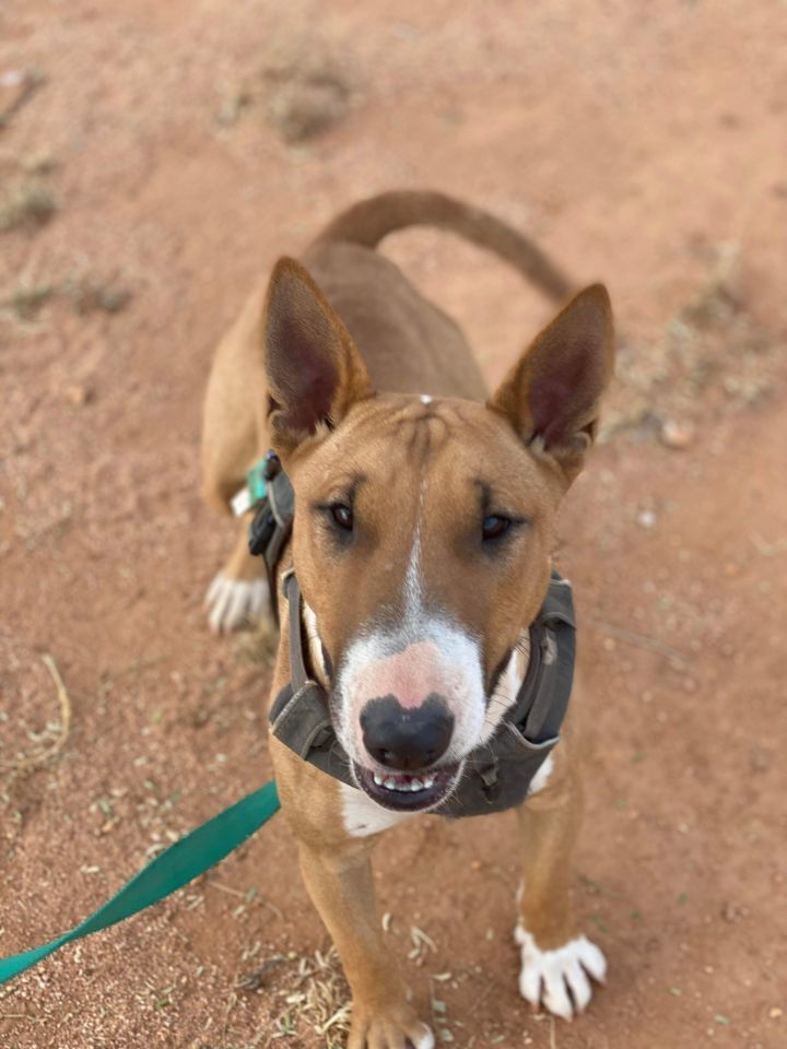 Tuli