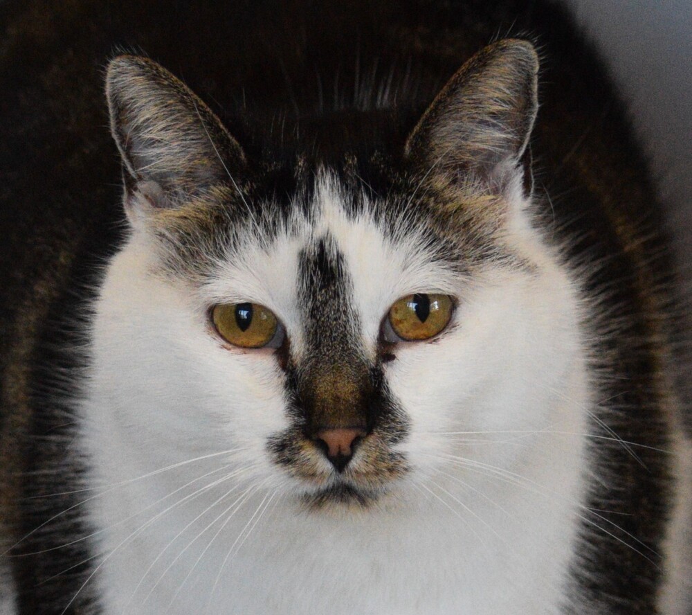 Thimble, an adoptable Domestic Short Hair in Salmon, ID, 83467 | Photo Image 3