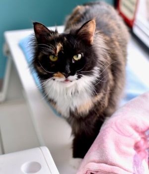Marzipan originally came to Good Mews in 2021 when her owner could no longer car