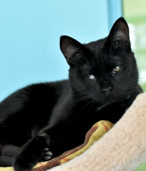 Savannah came to Good Mews from a local county shelter for a better chance at ad