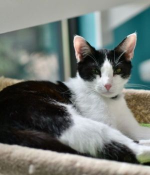 Zeppoli came to Good Mews when his shelter had to close down Initially he may 