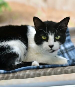Molly came to Good Mews from Cherokee County Animal Shelter for a better chance 
