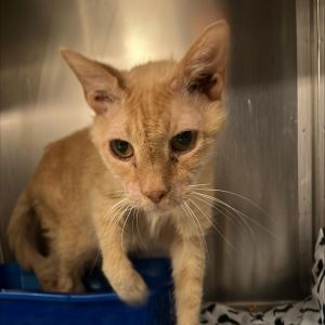 Meet Katerino a charming 9-month-old male cat with a sleek tan-colored coat Katerino is a playful 