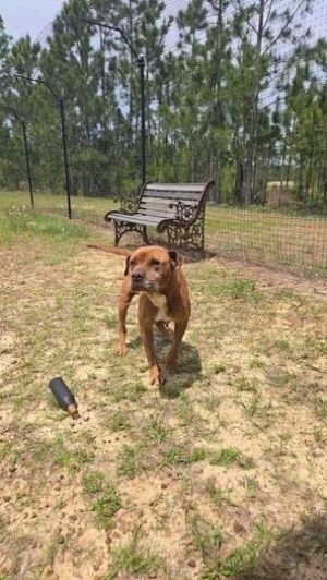Nessie, Adult Female American Bulldog