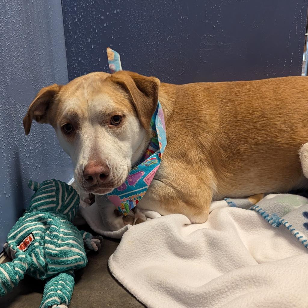 Mavery, an adoptable Yellow Labrador Retriever, Shepherd in Show Low, AZ, 85901 | Photo Image 1