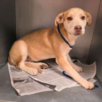 Mavery, an adoptable Anatolian Shepherd, Mixed Breed in Show Low, AZ, 85901 | Photo Image 2