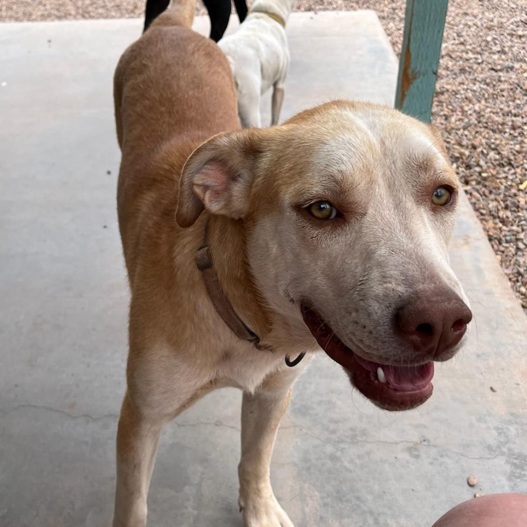 Mavery, an adoptable Yellow Labrador Retriever, Shepherd in Show Low, AZ, 85901 | Photo Image 2