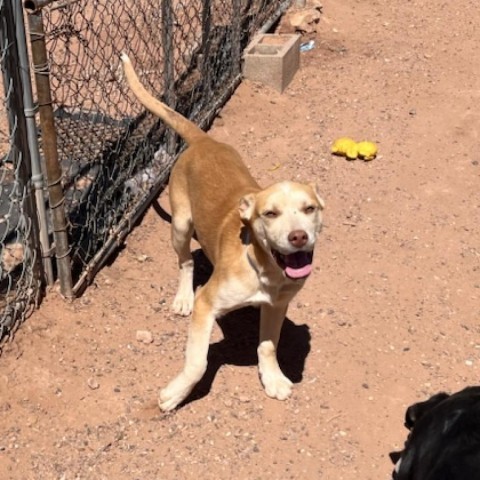 Mavery, an adoptable Anatolian Shepherd, Mixed Breed in Show Low, AZ, 85901 | Photo Image 3