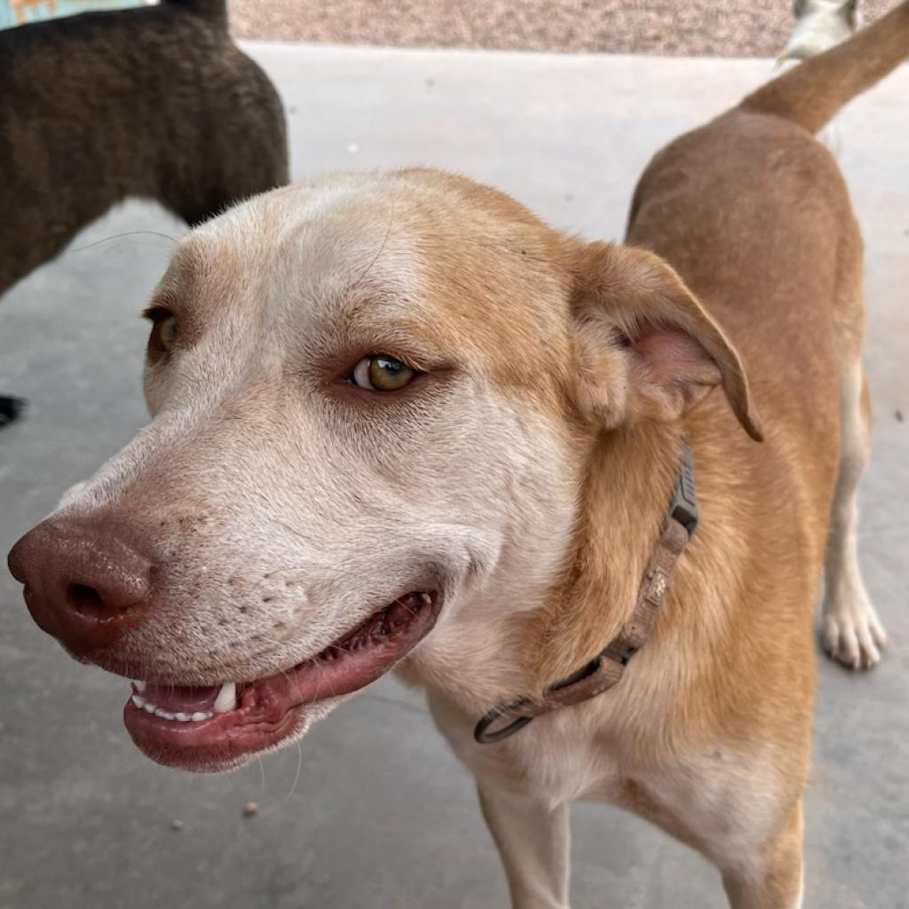 Mavery, an adoptable Yellow Labrador Retriever, Shepherd in Show Low, AZ, 85901 | Photo Image 3