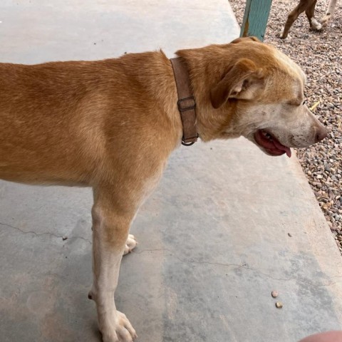 Mavery, an adoptable Yellow Labrador Retriever, Mixed Breed in Show Low, AZ, 85901 | Photo Image 4