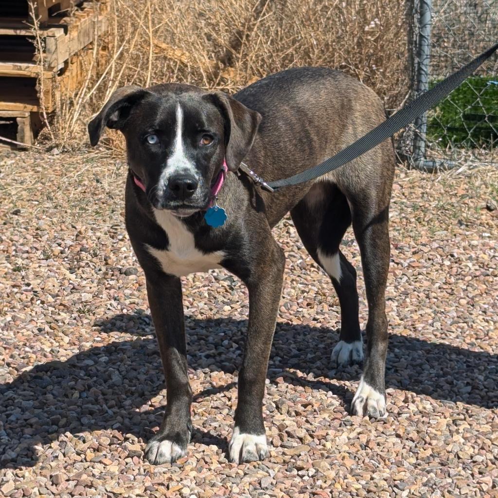 Winda, an adoptable Labrador Retriever, Pit Bull Terrier in Show Low, AZ, 85901 | Photo Image 1