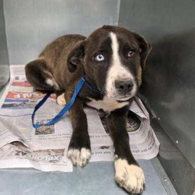 Winda, an adoptable Labrador Retriever, Pit Bull Terrier in Show Low, AZ, 85901 | Photo Image 3