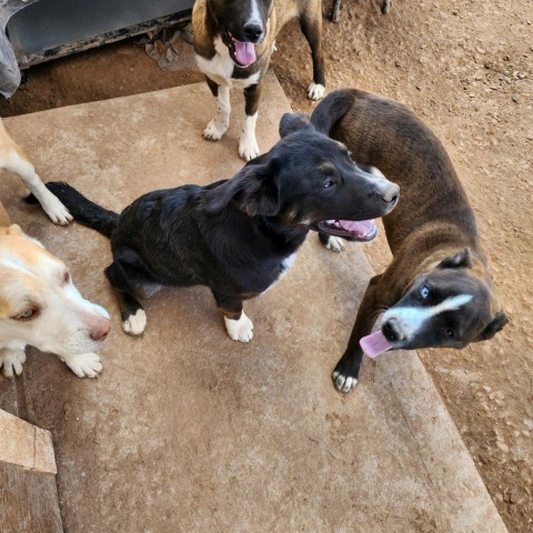 Winda, an adoptable Labrador Retriever, Pit Bull Terrier in Show Low, AZ, 85901 | Photo Image 4