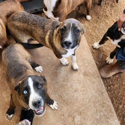 Winda, an adoptable Anatolian Shepherd, Mixed Breed in Show Low, AZ, 85901 | Photo Image 5