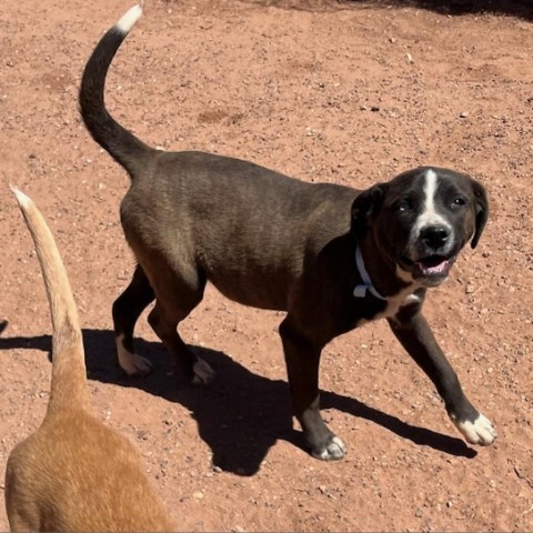 Winda, an adoptable Labrador Retriever, Pit Bull Terrier in Show Low, AZ, 85901 | Photo Image 6