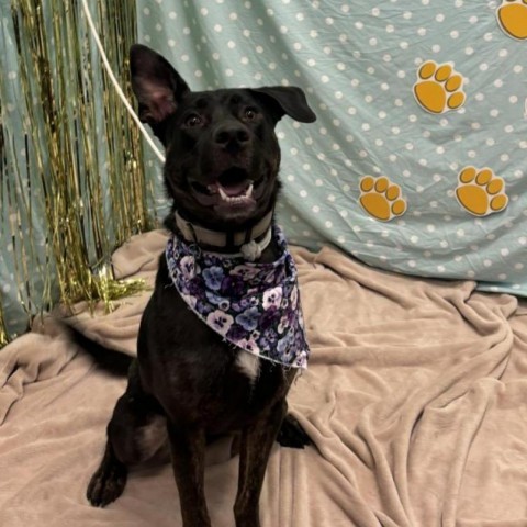 Harper, an adoptable Black Labrador Retriever, Shepherd in Show Low, AZ, 85901 | Photo Image 1